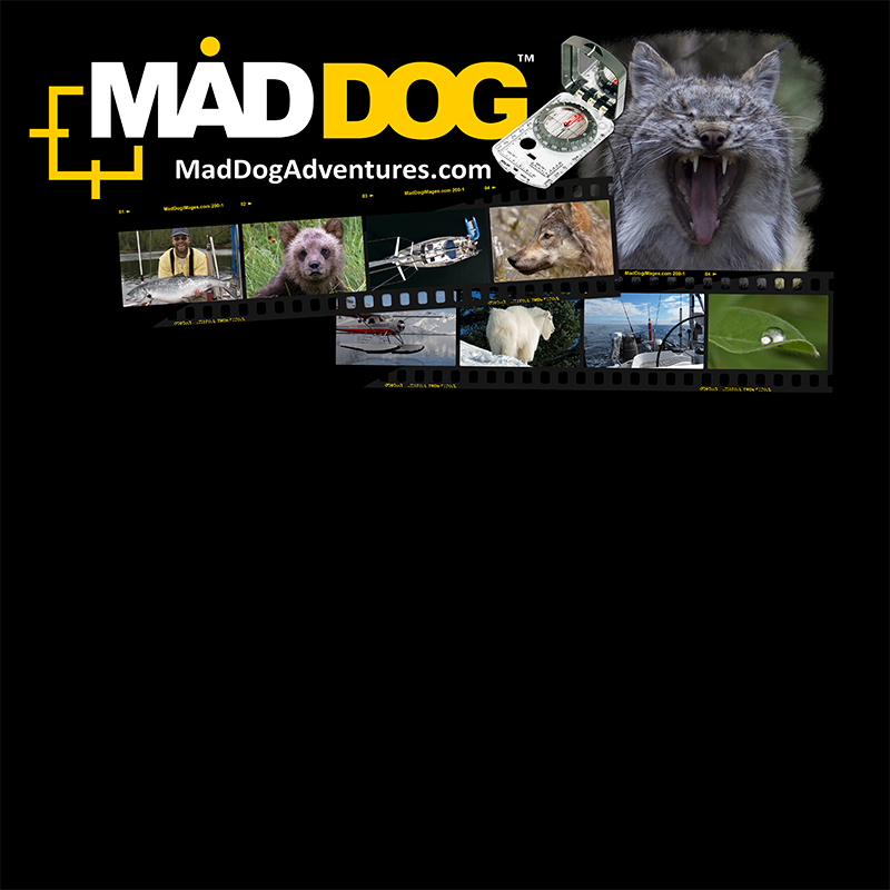 Welcome to Mad Dog Adventures!